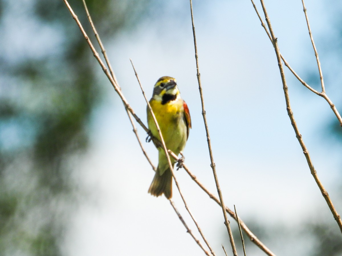 Dickcissel - ML620767318