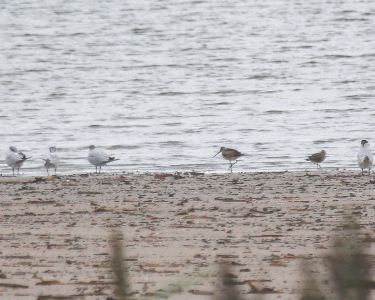 Hudsonian Godwit - ML620767319