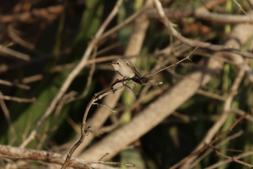 Colibrí de Costa - ML620767327