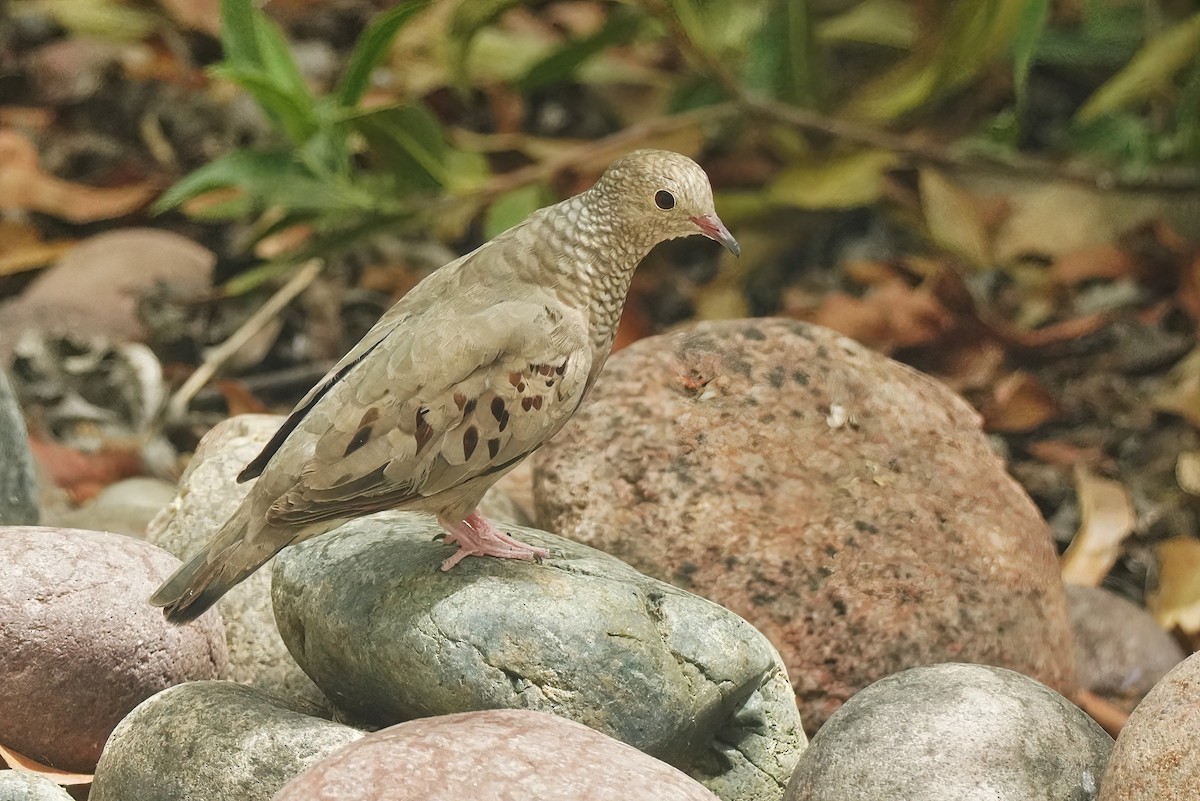 Common Ground Dove - ML620767332