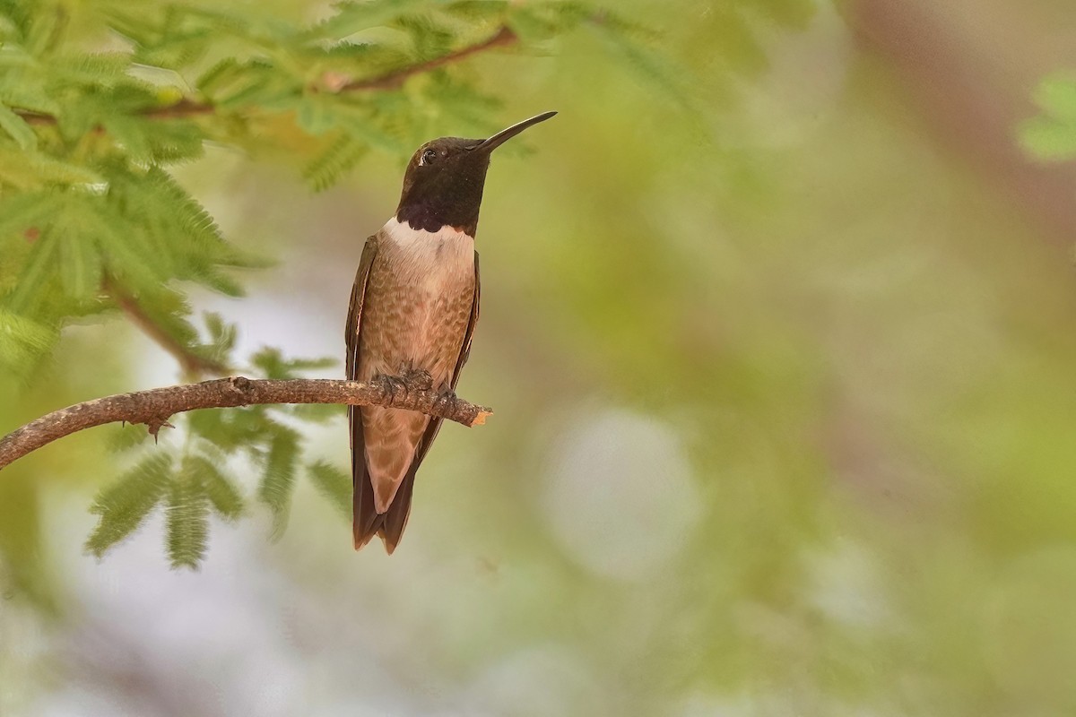 Black-chinned Hummingbird - ML620767346