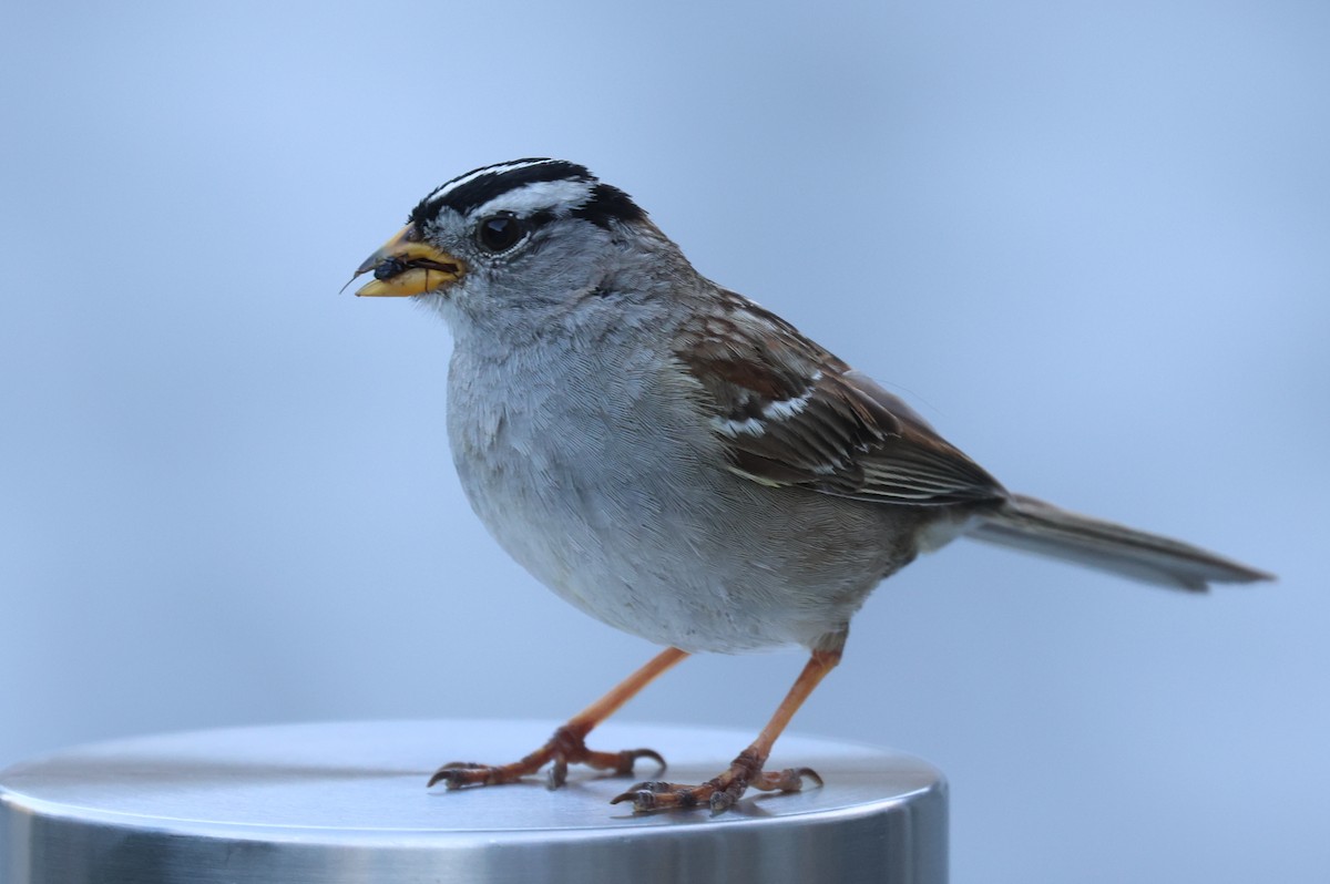 White-crowned Sparrow - ML620767350