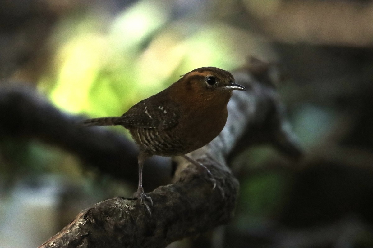 Rufous-browed Wren - ML620767355