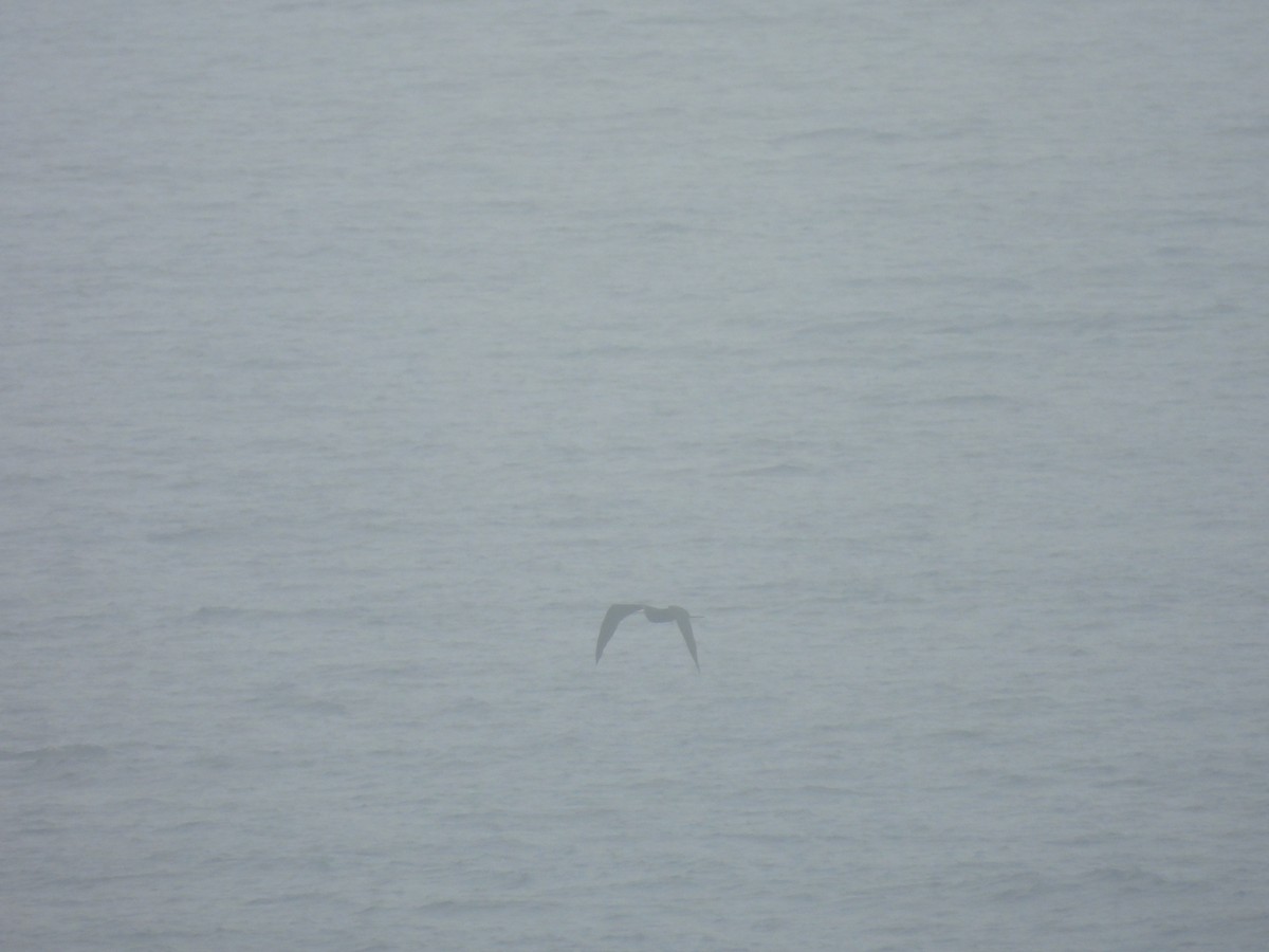 Magnificent Frigatebird - ML620767358