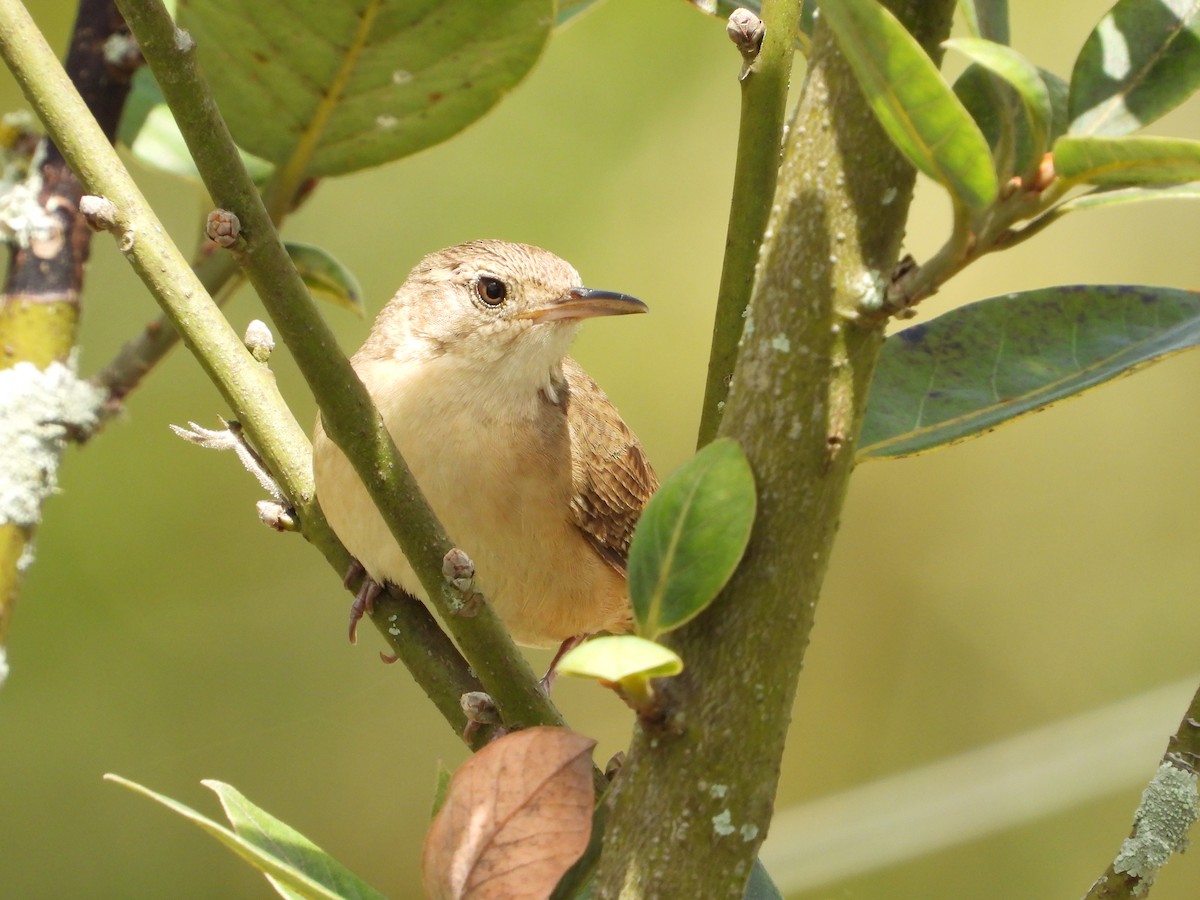 House Wren - ML620767359