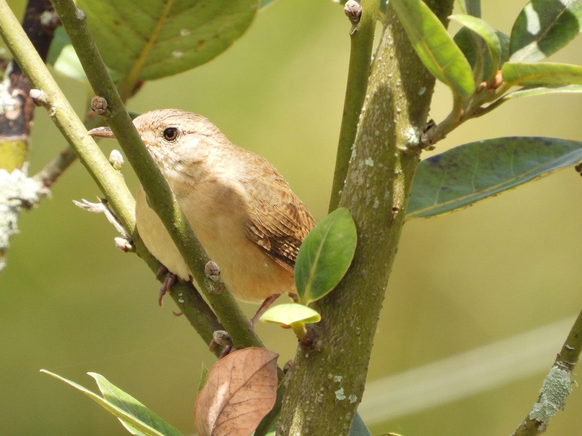 House Wren - Manuel Pérez R.