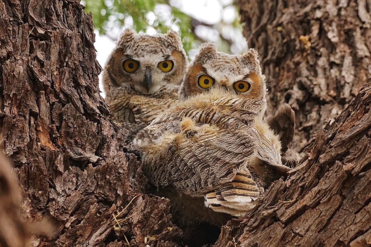 Great Horned Owl - ML620767362