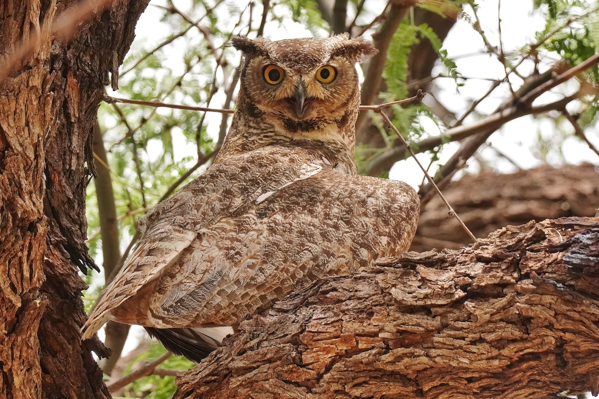 Great Horned Owl - ML620767363