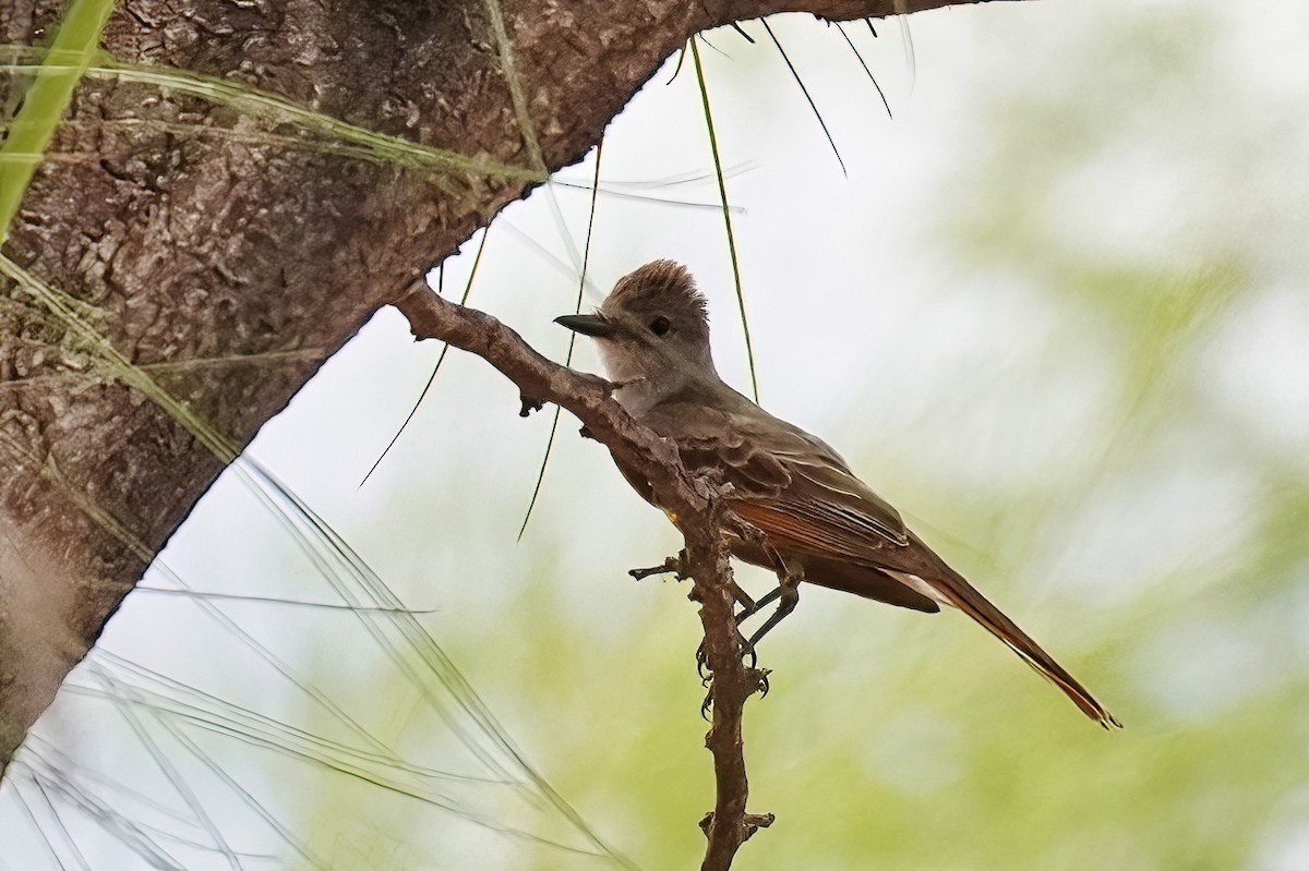 Brown-crested Flycatcher - ML620767374