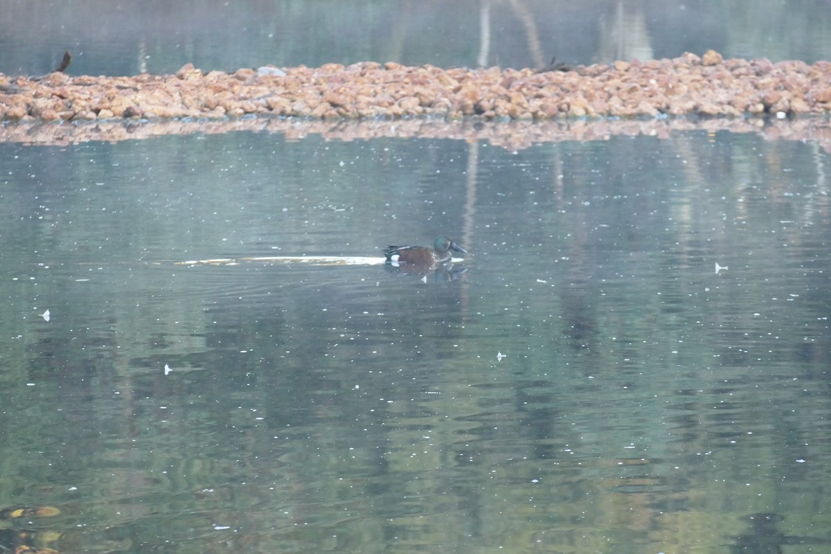 Australasian Shoveler - ML620767375