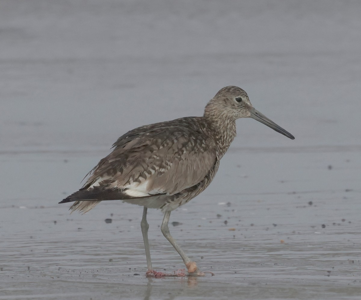 vodouš břehoušovitý (ssp. inornata) - ML620767376