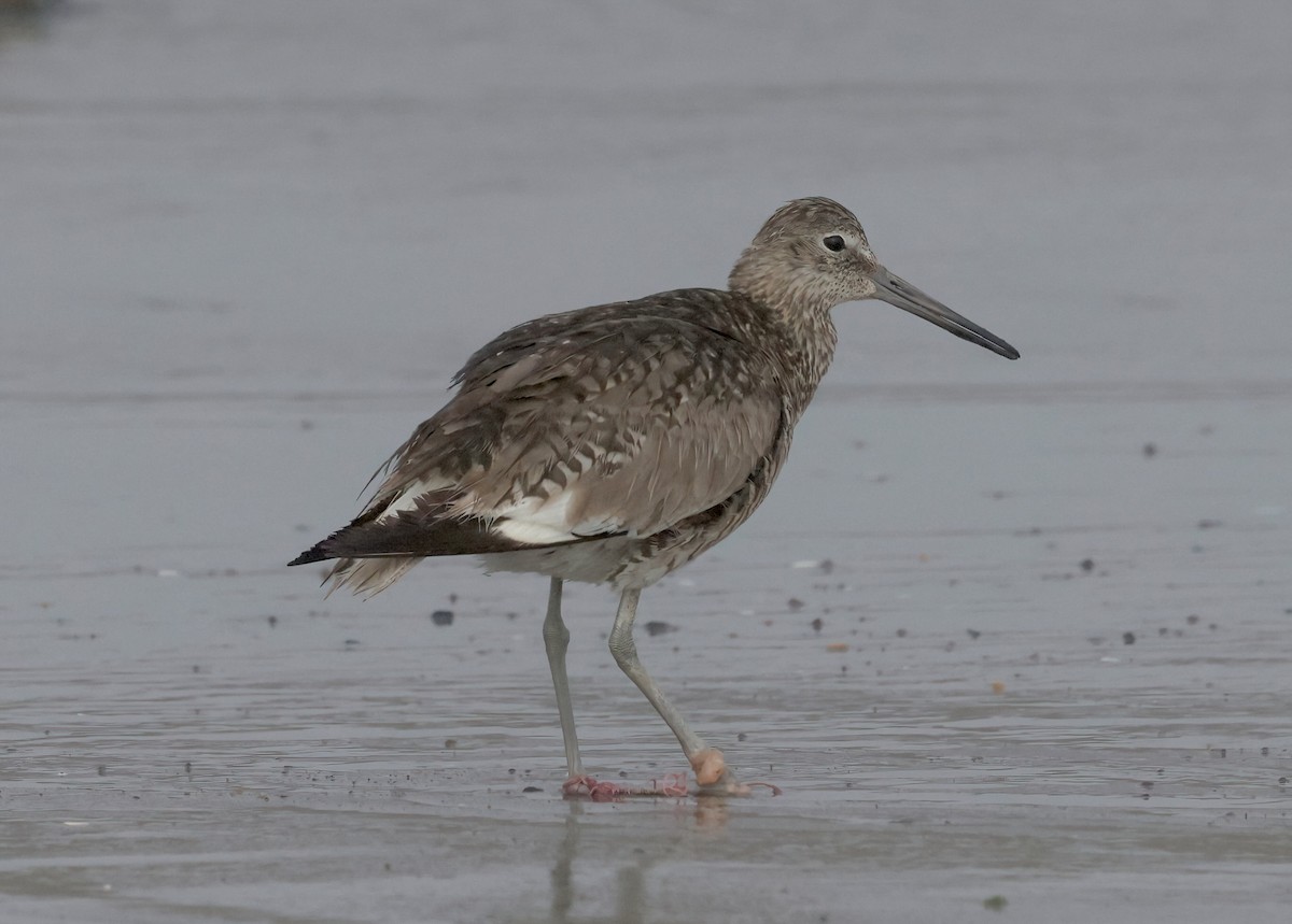 Willet (Western) - ML620767377