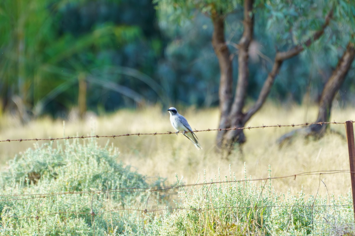 Black-faced Cuckooshrike - ML620767379