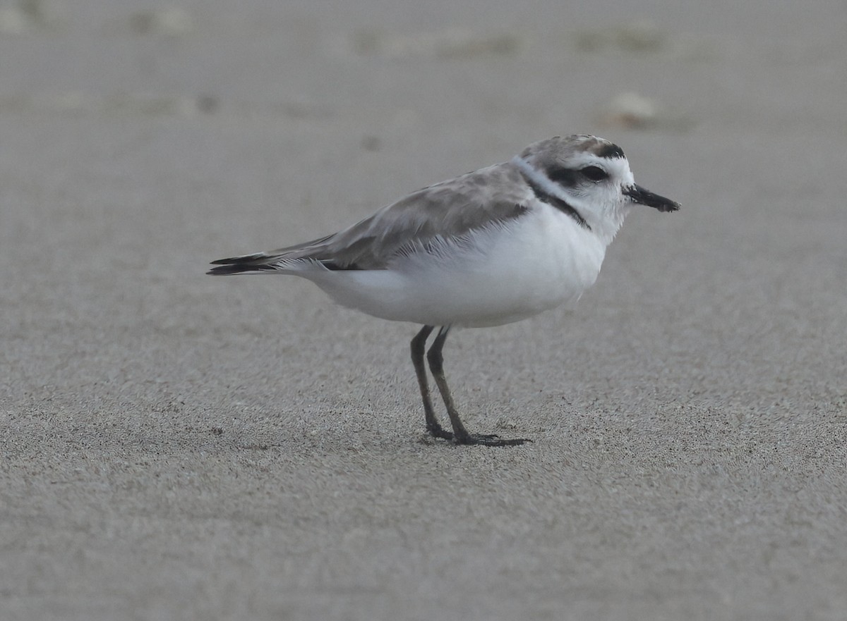 Snowy Plover - ML620767380