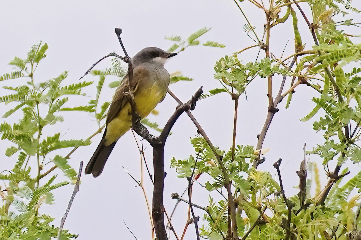 Cassin's Kingbird - ML620767381