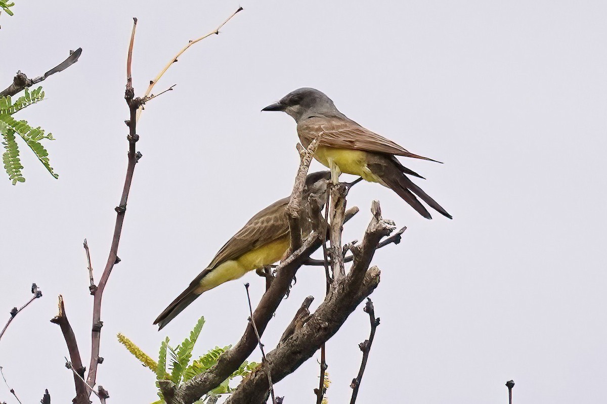 Cassin's Kingbird - ML620767382