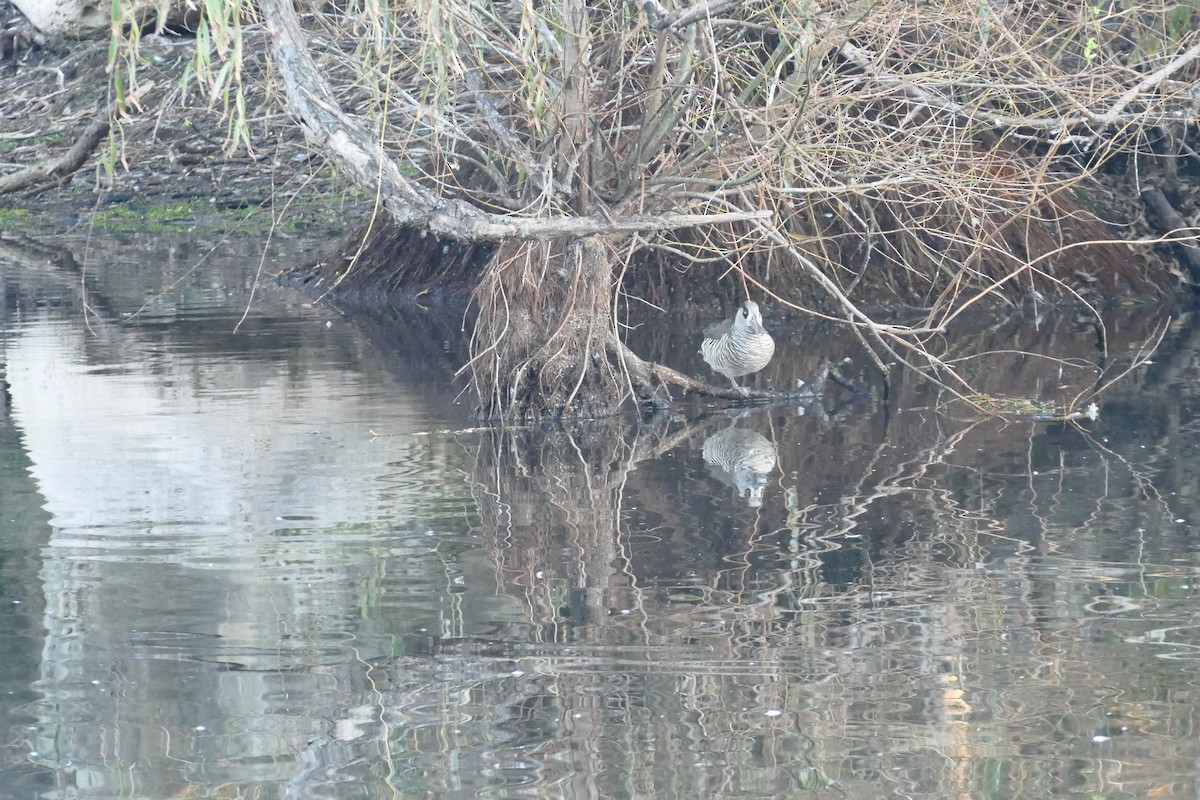 Pink-eared Duck - ML620767384