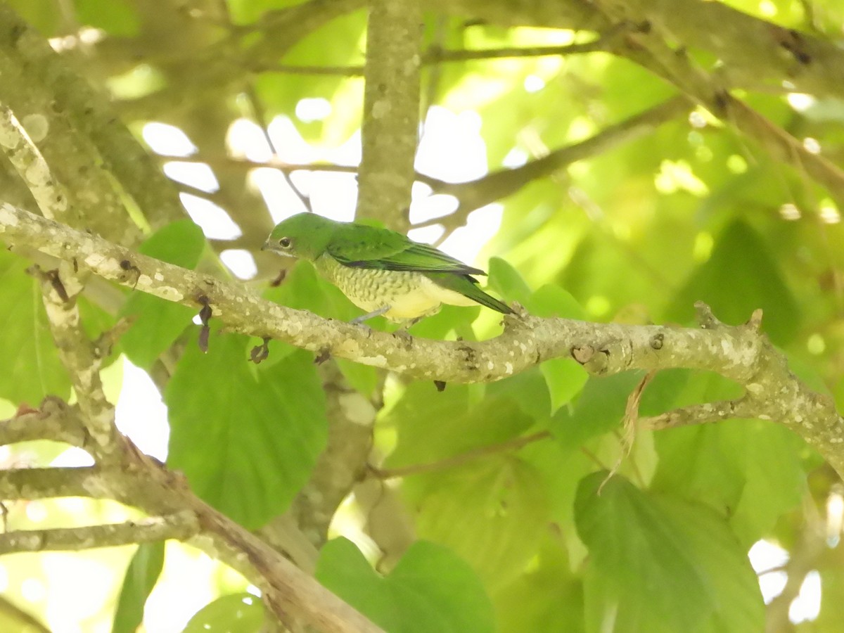 Swallow Tanager - ML620767385