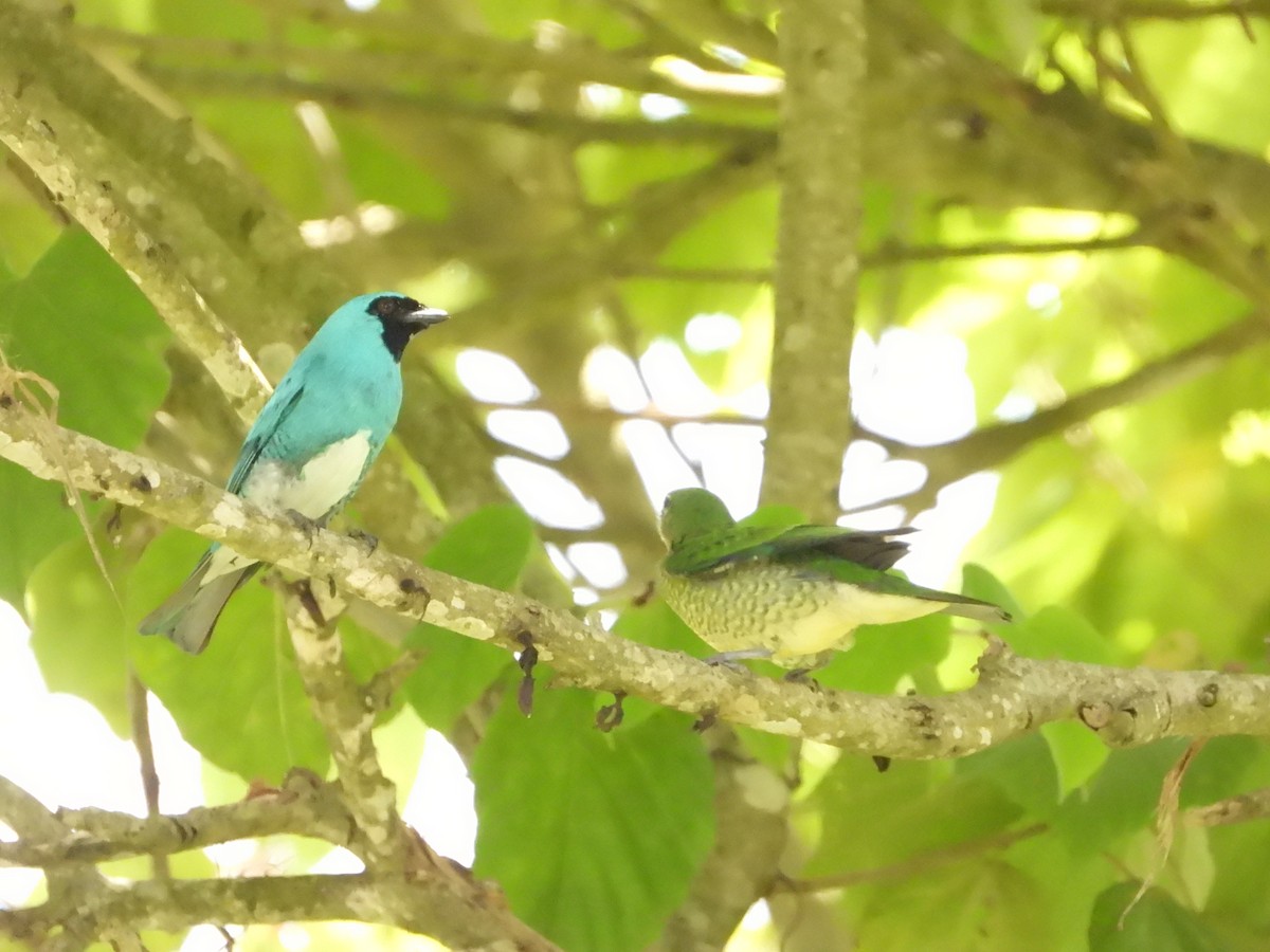 Tangara Golondrina - ML620767386