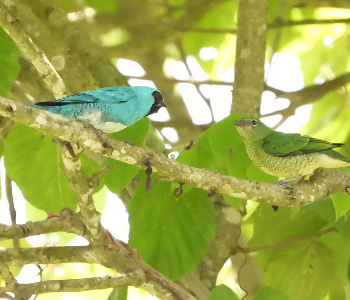 Tangara Golondrina - ML620767388