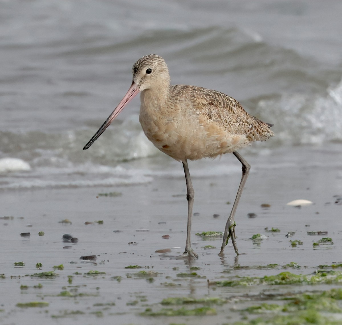 Marbled Godwit - ML620767389