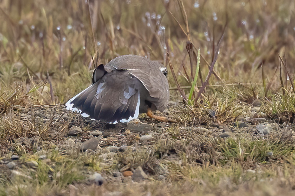 Semipalmated Plover - ML620767391