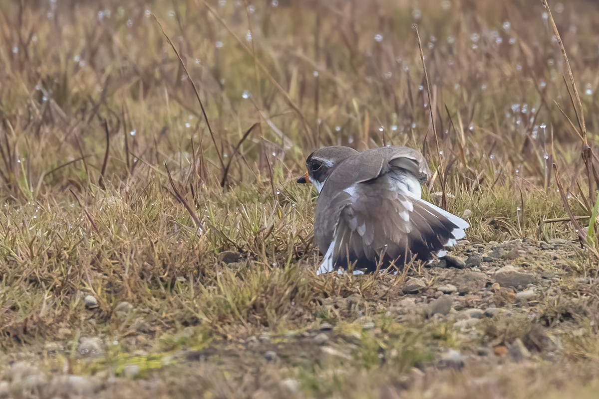 Semipalmated Plover - ML620767392