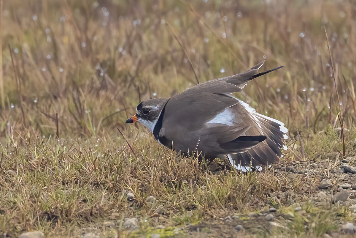 Semipalmated Plover - Greg Bodker