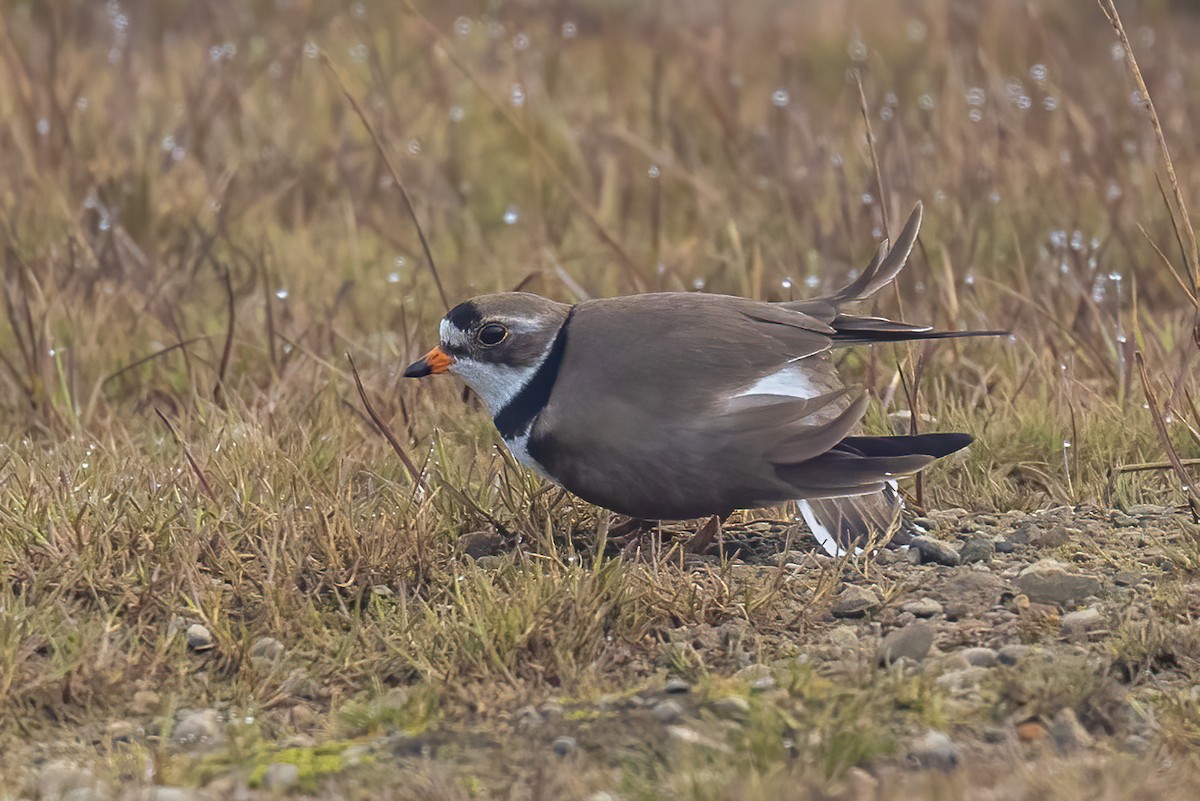 Semipalmated Plover - ML620767395