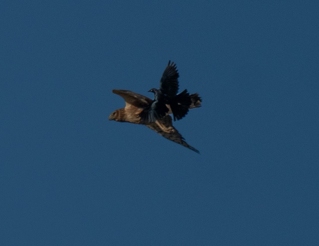 Northern Harrier - Connie Misket