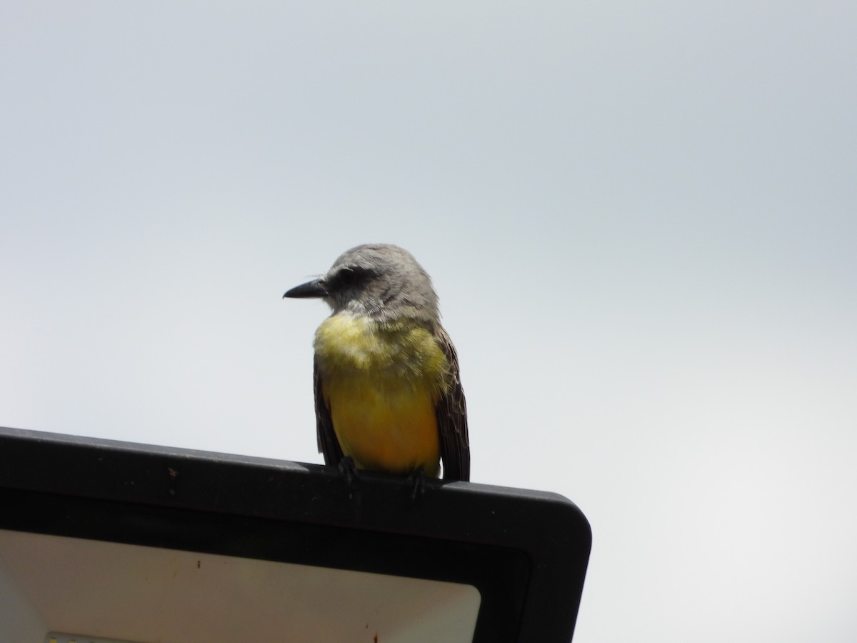 Tropical Kingbird - ML620767398