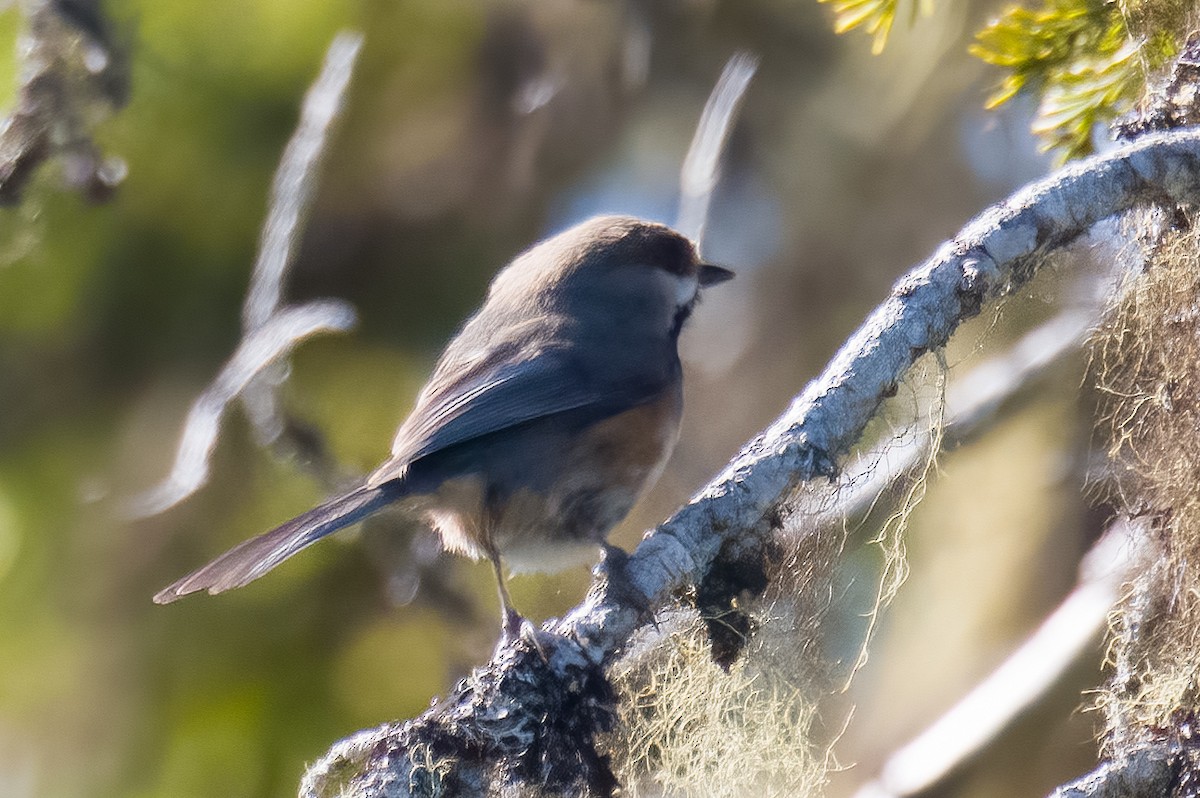 Boreal Chickadee - ML620767399