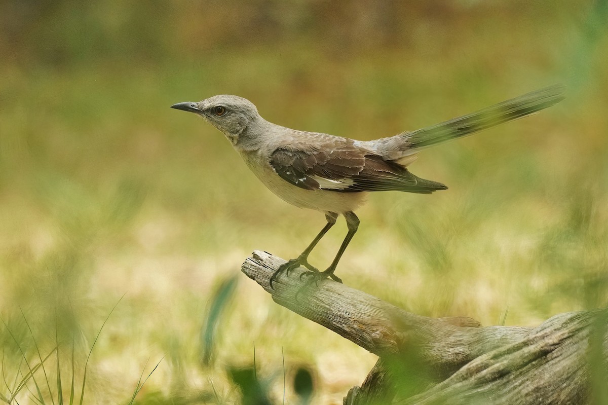 Northern Mockingbird - ML620767400