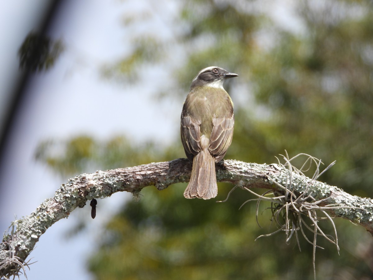 Social Flycatcher - ML620767402