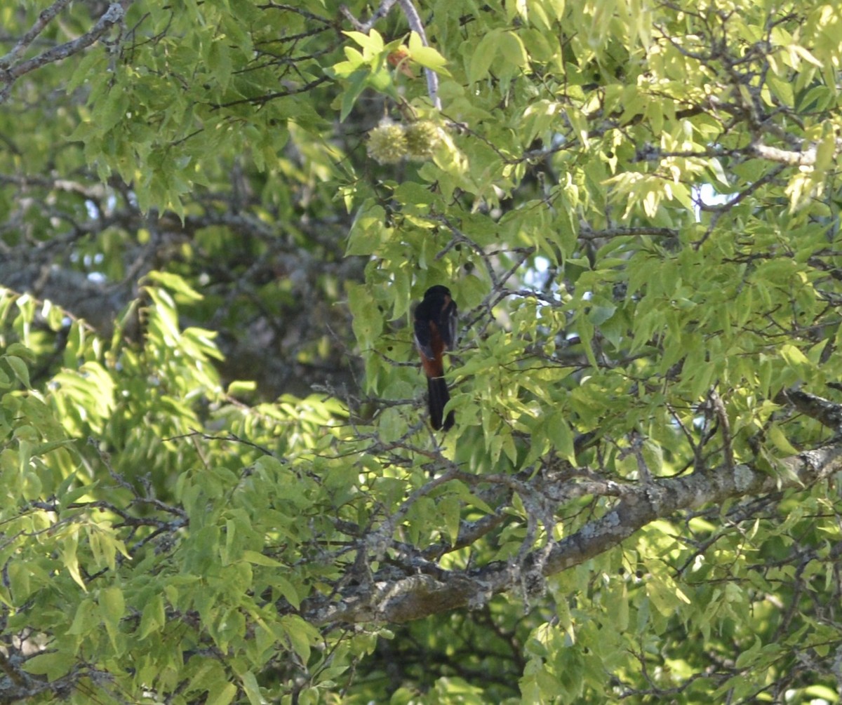 Orchard Oriole - ML620767408