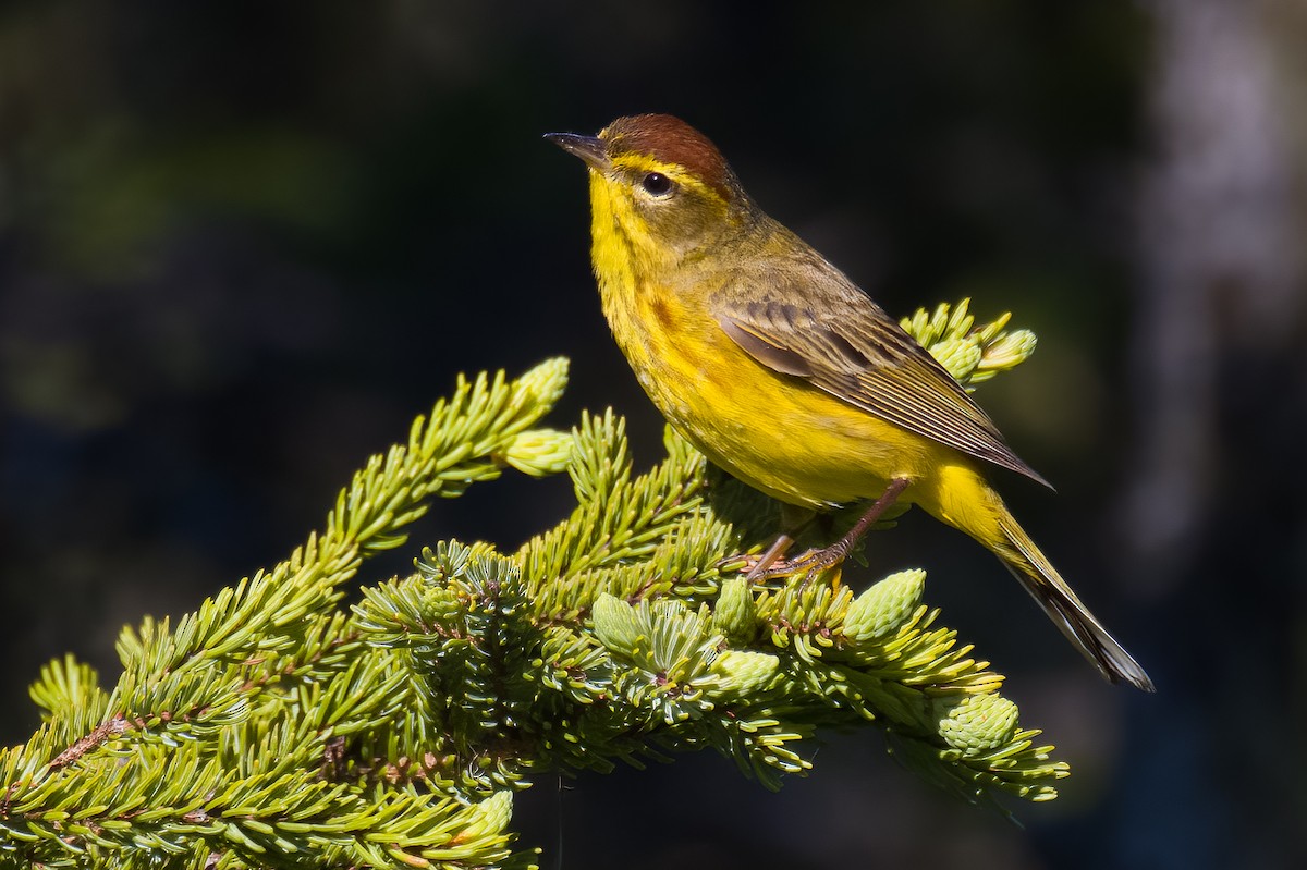 Palm Warbler - ML620767412