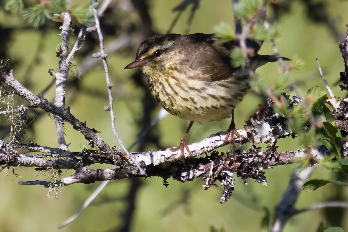 Northern Waterthrush - ML620767416