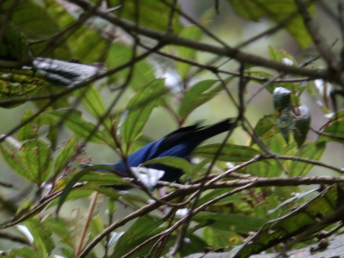 Blue-and-black Tanager - ML620767421