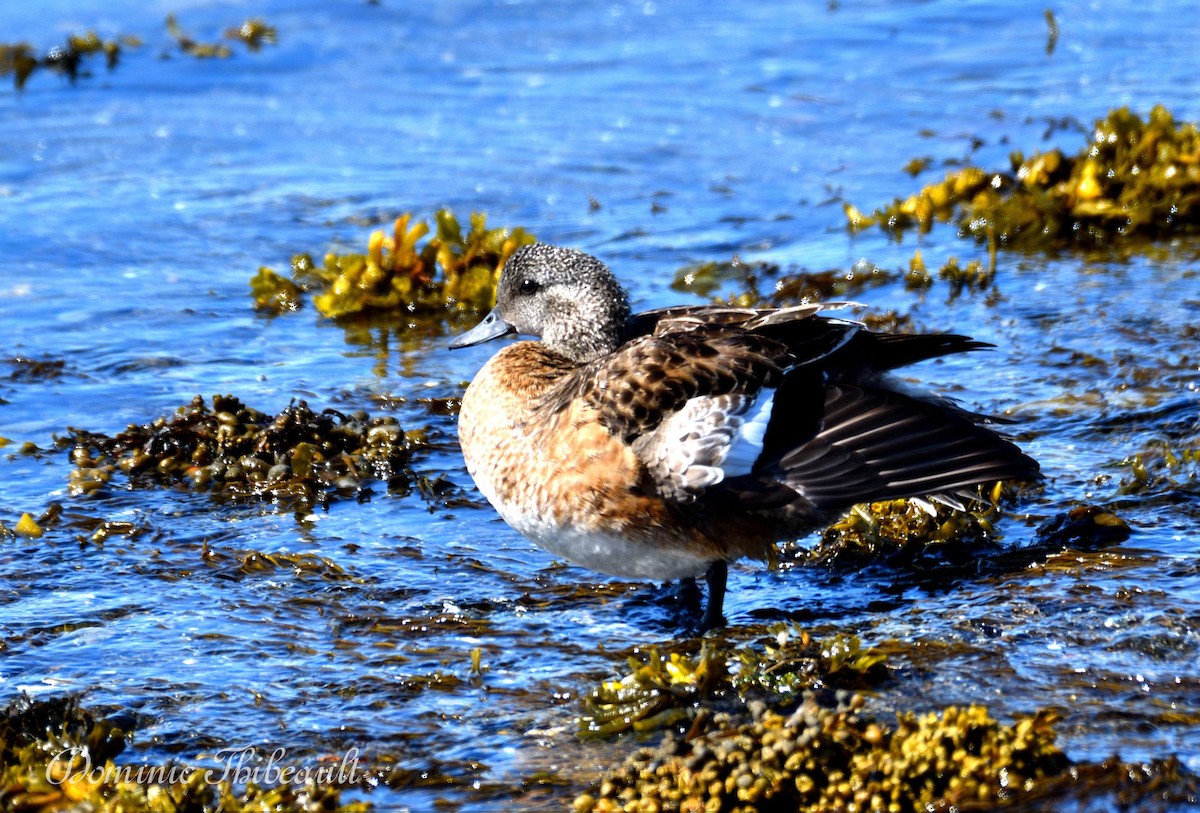 American Wigeon - ML620767424