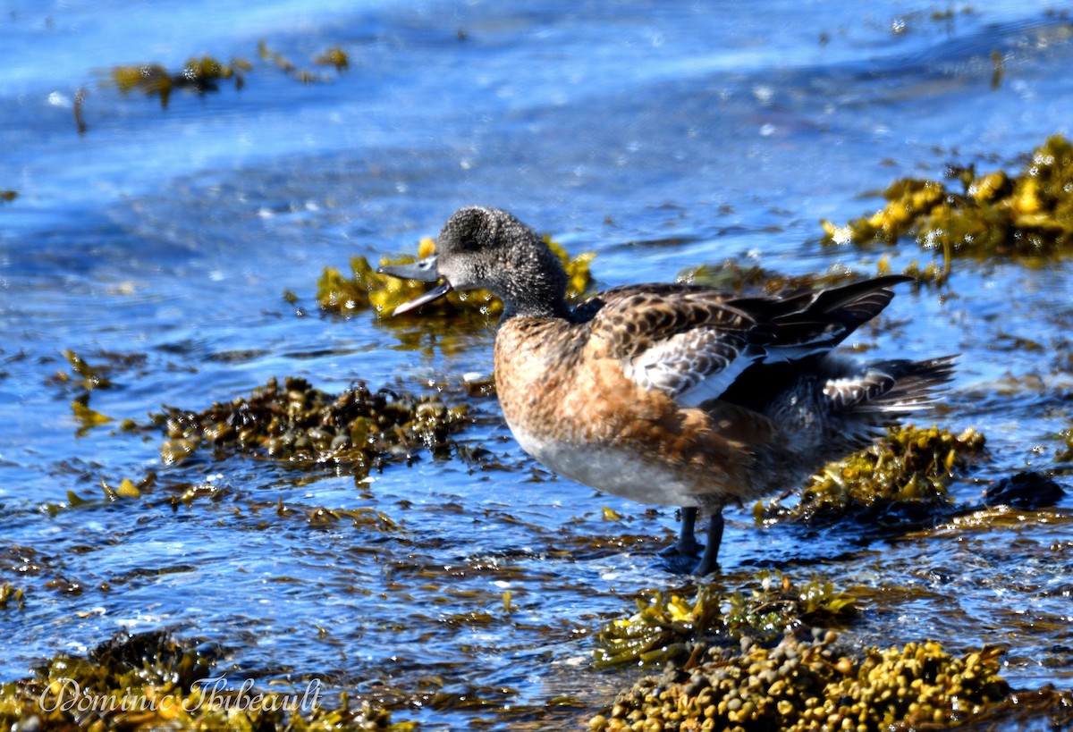 American Wigeon - ML620767425