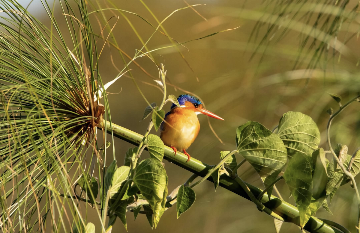 Malachite Kingfisher - ML620767428