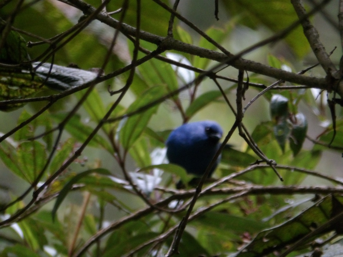 Blue-and-black Tanager - ML620767429
