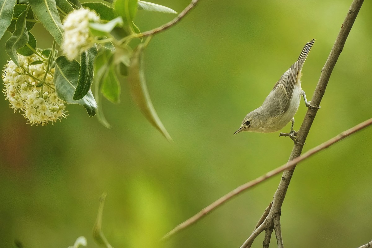 Lucy's Warbler - ML620767430
