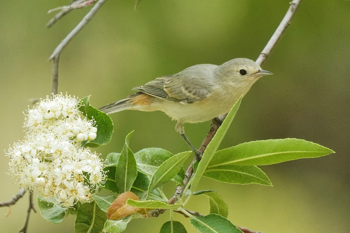 Lucy's Warbler - ML620767431