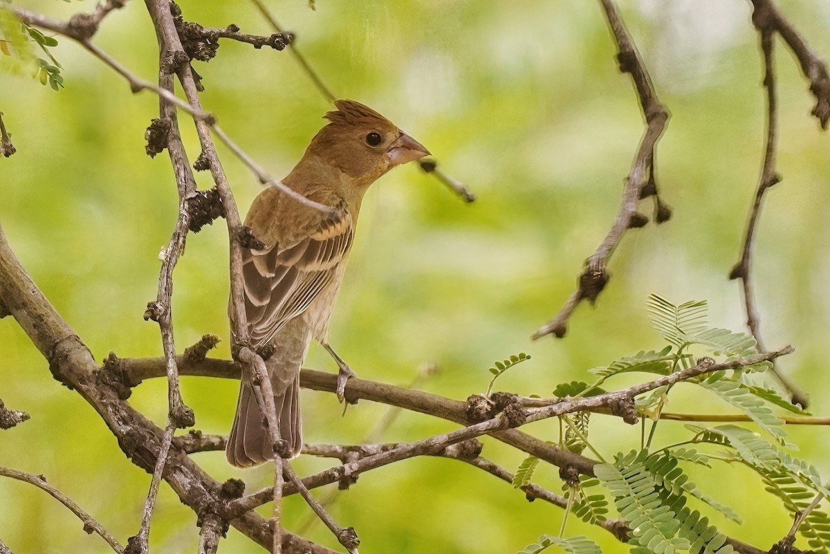 Blue Grosbeak - ML620767435