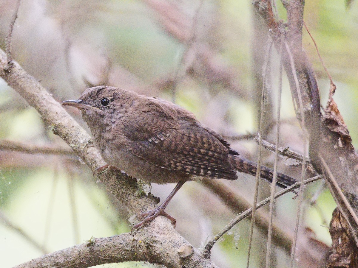 House Wren (Northern) - ML620767440