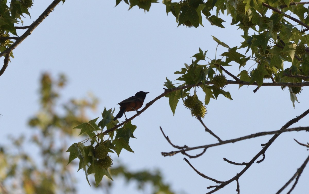 Orchard Oriole - ML620767442