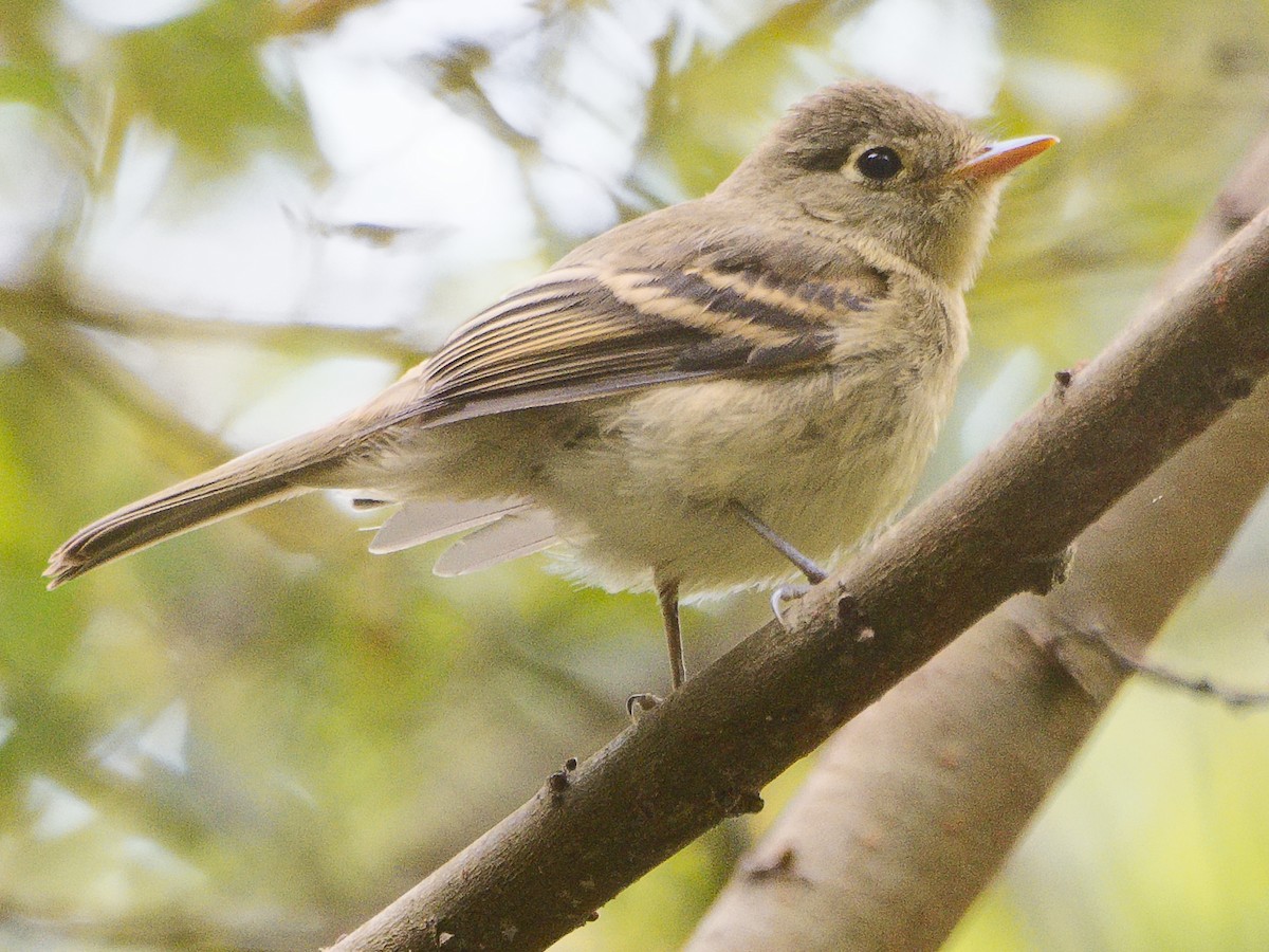 Western Flycatcher (Pacific-slope) - ML620767445