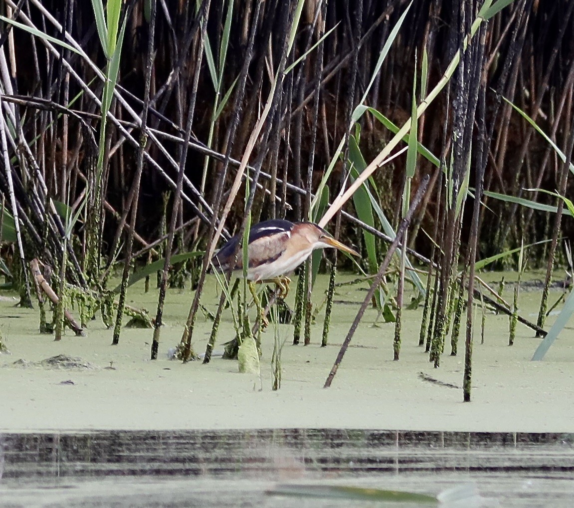 Least Bittern - ML620767451