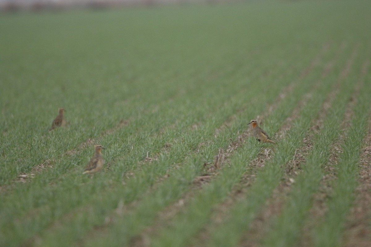 Tawny-throated Dotterel - ML620767452